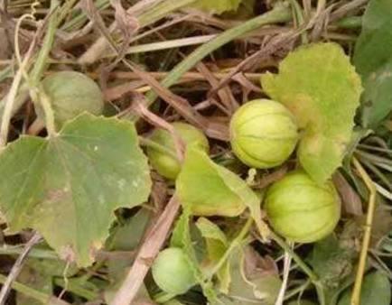 瓜儿藤子怎么吃