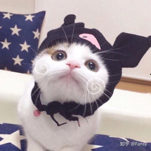 吃瓜猫背影情侣头像,吃瓜猫情侣头像背后的浪漫故事